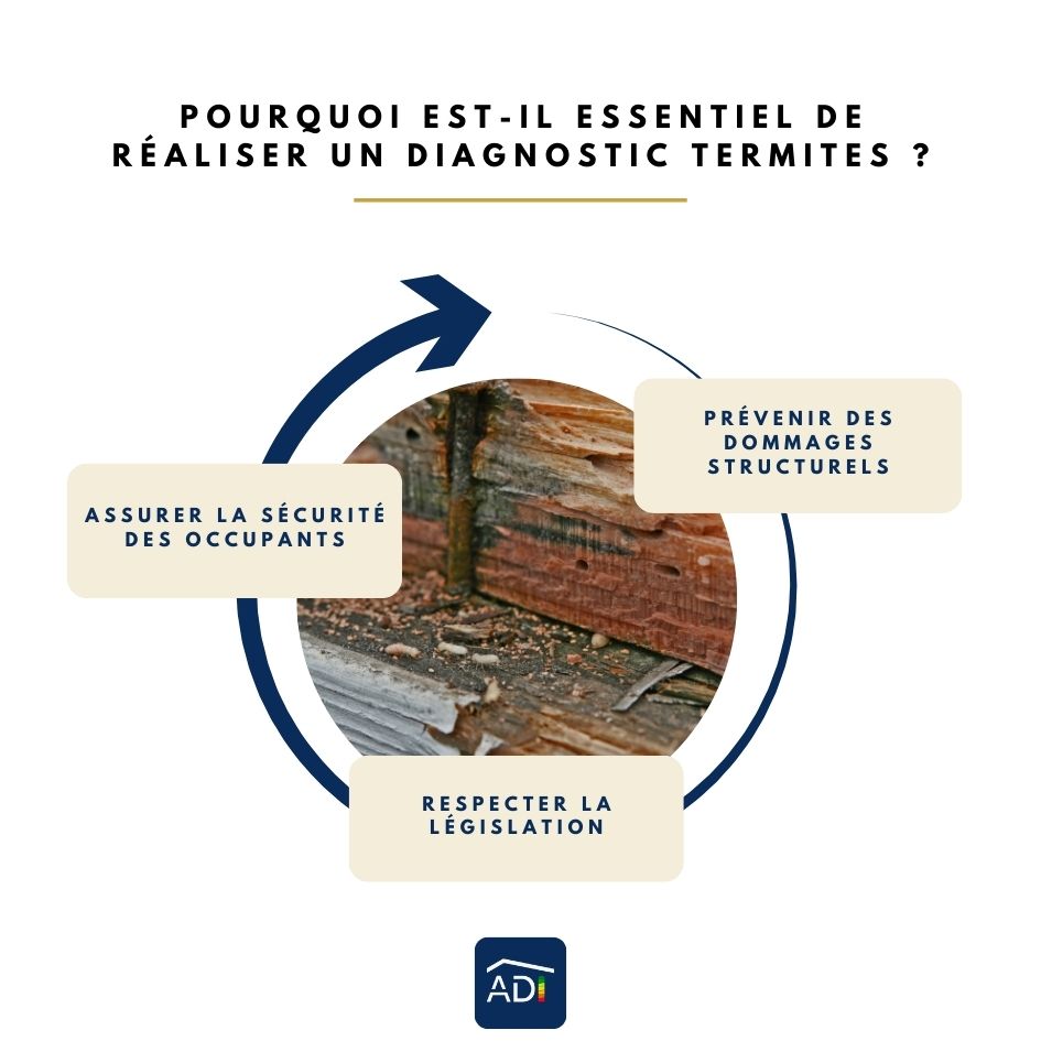 Pourquoi est-il essentiel de réaliser un diagnostic termites